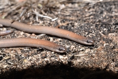 Aprasia pulchella