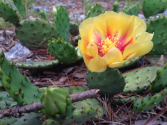 Opuntia humifusa