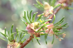 Cliffortia filifolia