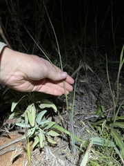 Calochortus weedii weedii
