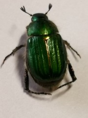 Anomala octiescostata