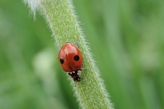 Adalia bipunctata