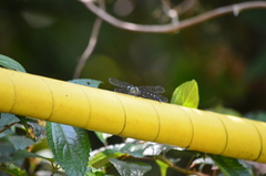 Heliogomphus retroflexus