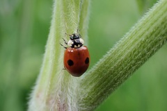 Adalia bipunctata