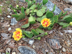 Opuntia humifusa