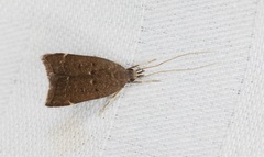 Torodora gemella