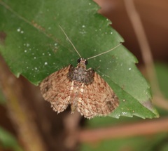 Axinoptera orphnobathra