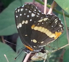 Chlosyne lacinia crocale