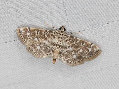 Metoeca nymphulalis