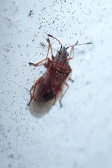 Kleidocerys resedae