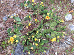 Opuntia humifusa