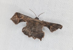 Monobolodes prunaria