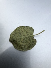 Puccinia otagensis