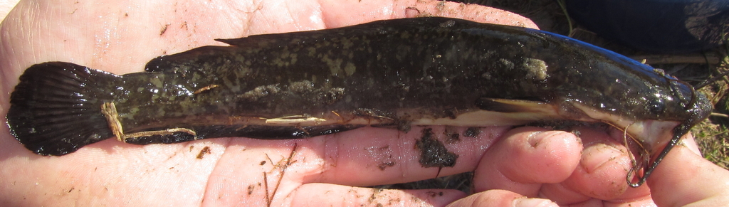 Blunttooth catfish (Clarias ngamensis) — Clariidae