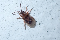 Kleidocerys resedae