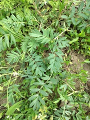Sibbaldianthe orientalis