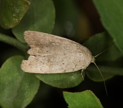 Athetis bremusa