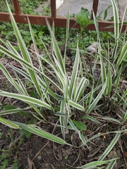 Phalaris arundinacea picta