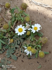 Anthemis leucanthemifolia