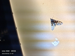 Sinomphisa