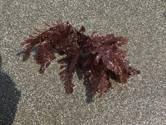 Neoptilota asplenioides