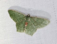 Hemithea marina