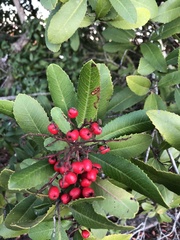 Stigmella heteromelis