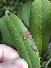 Stigmella heteromelis