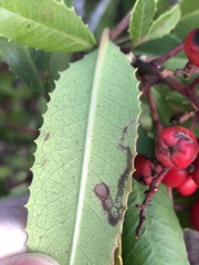 Stigmella heteromelis
