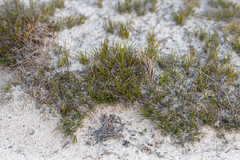 Schoenus breviculmis