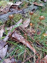 Psilocybe alutacea