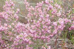 Erica globiceps consors