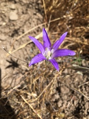 Brodiaea elegans elegans