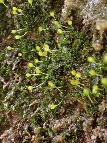 Seligeria brevifolia