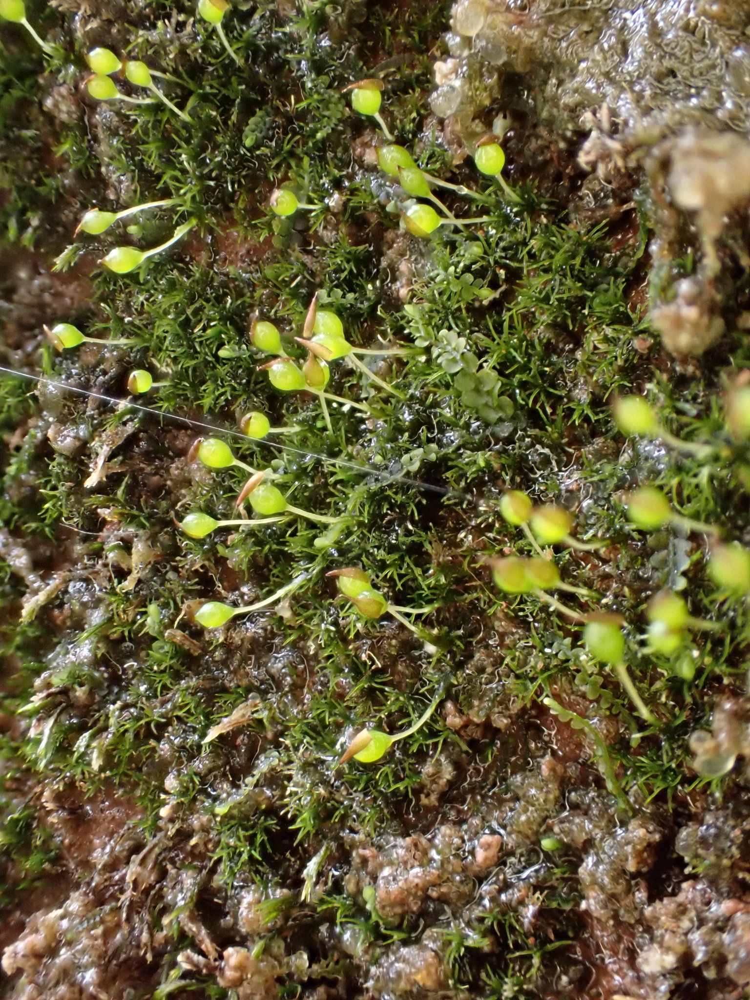 Seligeria brevifolia