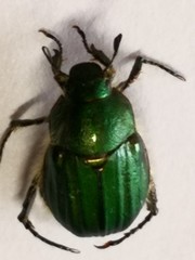 Anomala octiescostata