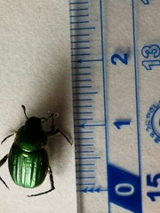 Anomala octiescostata