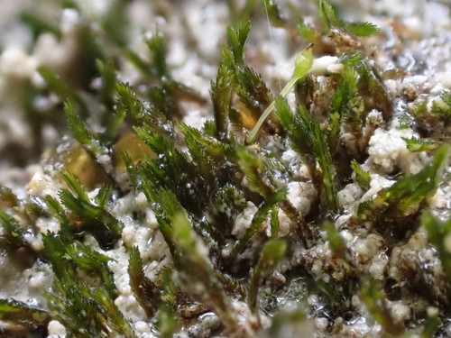 Seligeria trifaria
