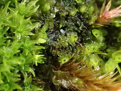 Scapania cuspiduligera