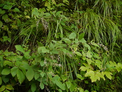 Sohmaea laxiflora