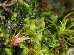 Scapania cuspiduligera