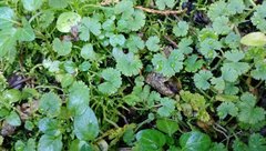 Hydrocotyle moschata moschata