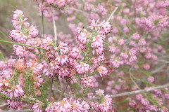 Erica globiceps consors