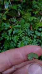 Hydrocotyle moschata moschata