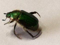 Anomala octiescostata