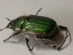 Anomala octiescostata