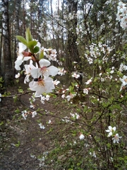 Prunus avium