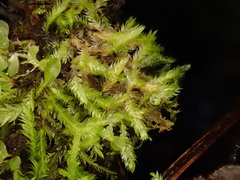 Isopterygiopsis muelleriana