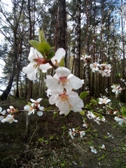 Prunus avium