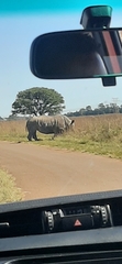 Ceratotherium simum simum
